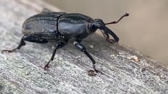 Sphenophorus scoparius