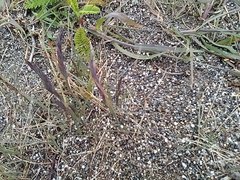 Festuca ammobia