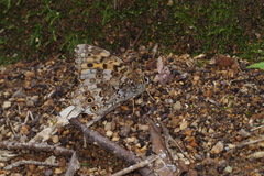 Neope goschkevitschii