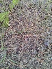 Festuca ammobia