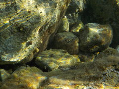 Microlipophrys adriaticus