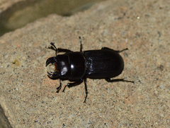 Dorcus parallelus