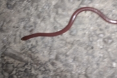 Xerotyphlops vermicularis