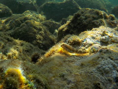 Microlipophrys adriaticus