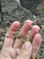 Poa paucispicula