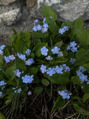 Omphalodes verna