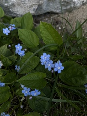 Omphalodes verna
