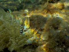 Microlipophrys dalmatinus