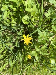 Ficaria verna