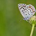 Baton Blue - Photo (c) Paul Cools, some rights reserved (CC BY-NC), uploaded by Paul Cools