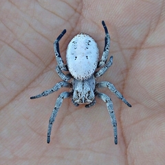 Stegodyphus lineatus