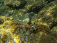 Microlipophrys dalmatinus