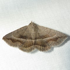 Lesmone griseipennis