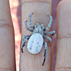 Stegodyphus lineatus