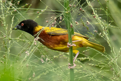 Ploceus jacksoni