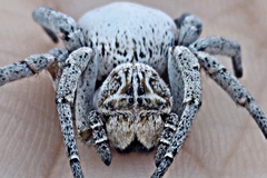 Stegodyphus lineatus