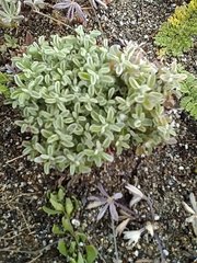 Hesperevax sparsiflora
