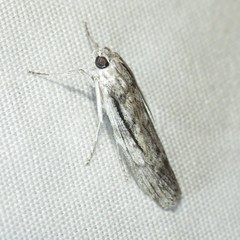 Cactobrosis fernaldialis