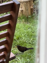 Turdus merula