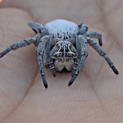 Stegodyphus lineatus