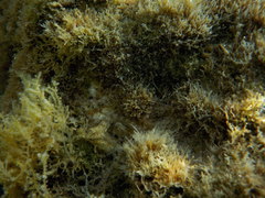 Microlipophrys dalmatinus