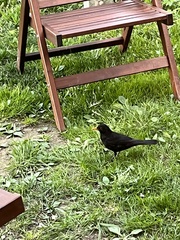 Turdus merula
