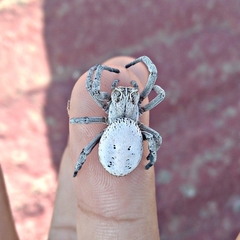 Stegodyphus lineatus