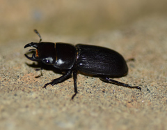 Dorcus parallelus