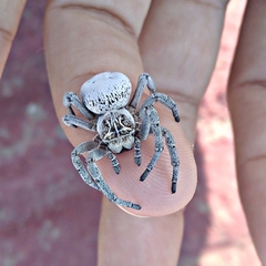 Stegodyphus lineatus