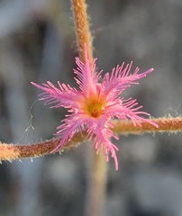 Chorizanthe fimbriata var. laciniata