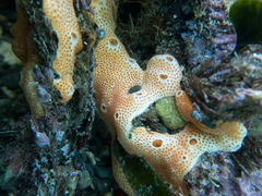 Polysyncraton