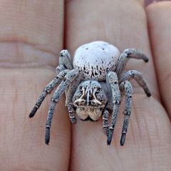 Stegodyphus lineatus