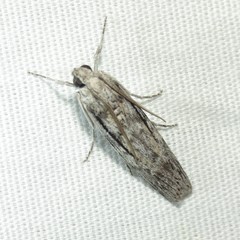 Cactobrosis fernaldialis
