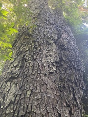 Ocotea usambarensis