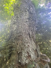 Ocotea usambarensis