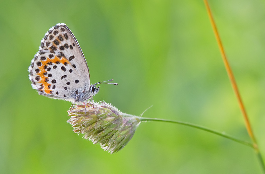 Scolitantides