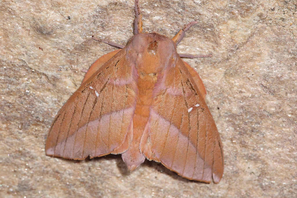Othorene bernardoespinozai