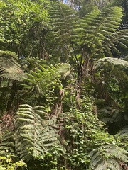 Cyathea manniana