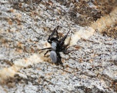 Phidippus octopunctatus