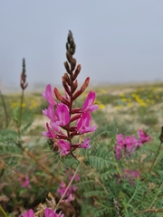 Astragalus brachylobus