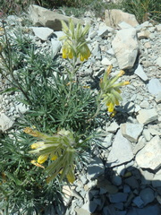 Onosma polyphylla