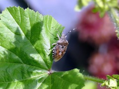 Rhaphigaster nebulosa