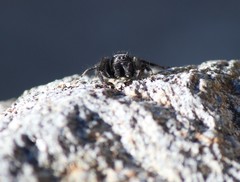 Phidippus octopunctatus