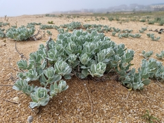 Convolvulus persicus