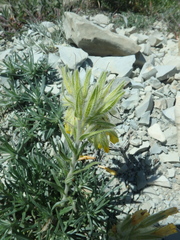 Onosma polyphylla