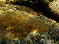 Microlipophrys adriaticus