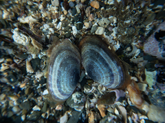 Hiatula