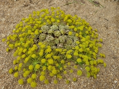 Zosima absinthifolia