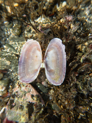 Hiatula