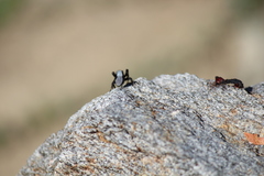 Phidippus octopunctatus